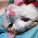 Iris Butcher - @soylagatairis - Instagram