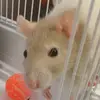 ❤️Iris the rat❤️ - @iriscameron24 - TikTok