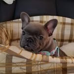 Iris Savoy Carlson - @iris_savoy_the_frenchie - Instagram