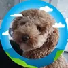 fred2432014 - @irishchamberlain4 - TikTok