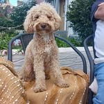 Irish Chamberlain - @chamberlainirish - Instagram