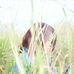 Iris Chau - Facebook
