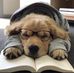 Iris Chau - Facebook