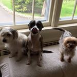 Iris Chau - @irismchau - Instagram