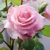 Iris Chavez - @iris.chavez561 - TikTok