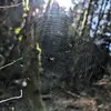 irischristensen - @irischristensen - TikTok