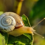 Iris J. Cox - @snail_swain - Instagram