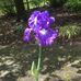 Iris Cross - Facebook