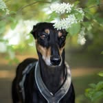 Iris the saluki cross - @longdogiris - Instagram