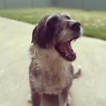 Iris the Wolfhound Cross - @iris.the.wolfhound.cross - Instagram