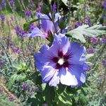 Iris Decker - @sunstarlett - Instagram