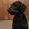 Iris Mallory-Dodd928 - @user185433185 - TikTok