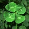 kydanbaggett - @irishdowns_hype - TikTok