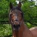 Iris Engel - Facebook