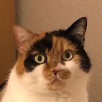 Iris Engelen - @iris_engelen - Instagram