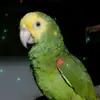 Iris Escobedo - @irisescobedo2 - TikTok