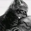 Iris Esquivel - @iris.esquivel7 - TikTok