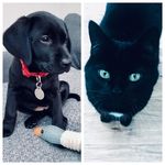 Eve Fearon - @agatha_and_iris - Instagram