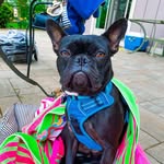 Franklin & Iris - @franklinandiris - Instagram