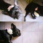 Ήβη_Ίρις_frenchie🐾 - @ivi_iris_frenchie - Instagram