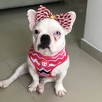 Iris 🐾🎀🧿| French Bulldog - @iris_frenchbulldog - Instagram