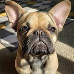 Iris - @iris.frenchie - Instagram
