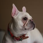 Iris - @iris.the.french.bulldog - Instagram