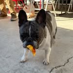 IRIS - @iris.the_frenchie - Instagram