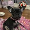 Iris - @irisfrenchy - TikTok
