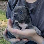 Iris the French Bulldog - @i.see.iris - Instagram