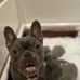 Queen Iris French Bulldogs - Facebook