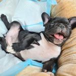 Íris ❤ - @iris_frenchie20 - Instagram
