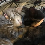 Freyja + Iris - @freyja_and_iris - Instagram