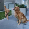 Iris&Freyboo - @irisandfreyboo - TikTok