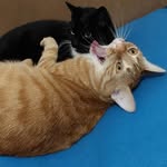 Iris Niewerth - @iris_frosch1974 - Instagram