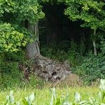 Iris fuchs - @irisfuchs49 - Instagram