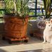 Iris Giboyeaux - Facebook