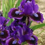 Iris Givens - Facebook
