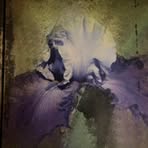 Iris Glick - Facebook