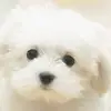 iris.doglover🐩 - @iris.doglover - TikTok