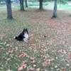 irisdoglover - @irisdoglover - TikTok