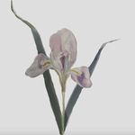 Iris Godfrey Jewellery - @irisgodfreyjewellery - Instagram