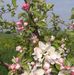 Iris Goffart - Facebook