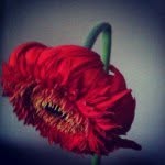 Iris Goode - @goodeiris - Instagram