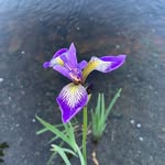 @irisgoulding1 - Instagram