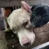 irisgrijalva443 - @irisgrijalva443 - TikTok