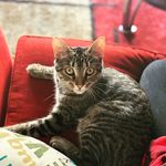 Iris Grove😸💐 - @iris_the_tabby - Instagram