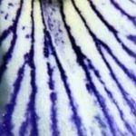 The Iris Grove - @theirisgrove - Instagram