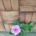 Iris Guillen - Facebook
