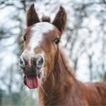 Kerrin Hauser - @hausers.irishcobs - Instagram